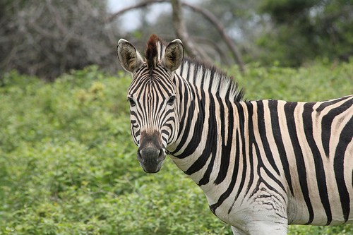 Zebra photo